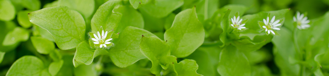 Chickweed